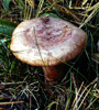 Lactarius uvidus 